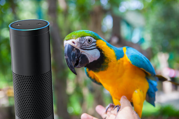 Zusammenschnitt: Amazon Echo mit Papagei