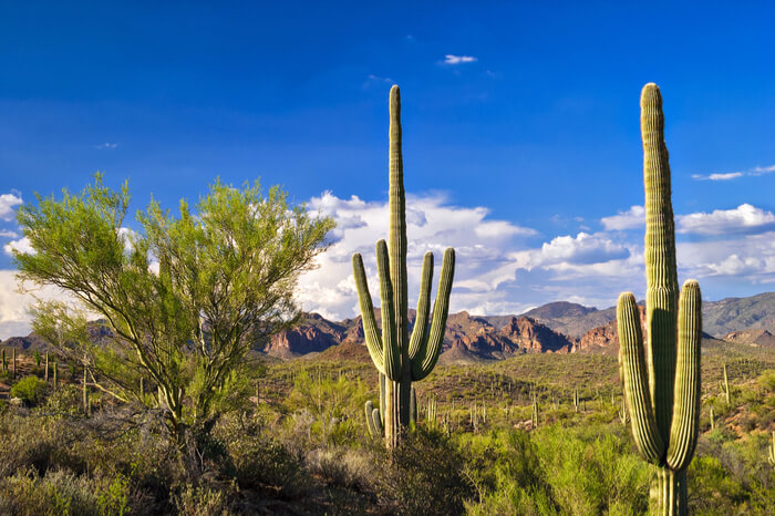 Sonoran Wüste mit Saguaro Kaktus
