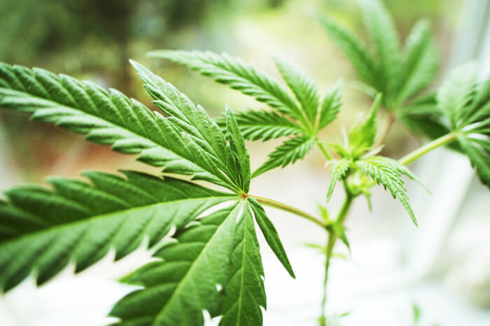 Marihuana-Pflanze 