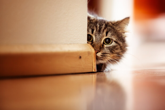 Katze, die sich hinter einer Ecke versteckt