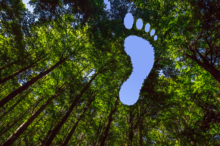 Fußabdruck über Wald