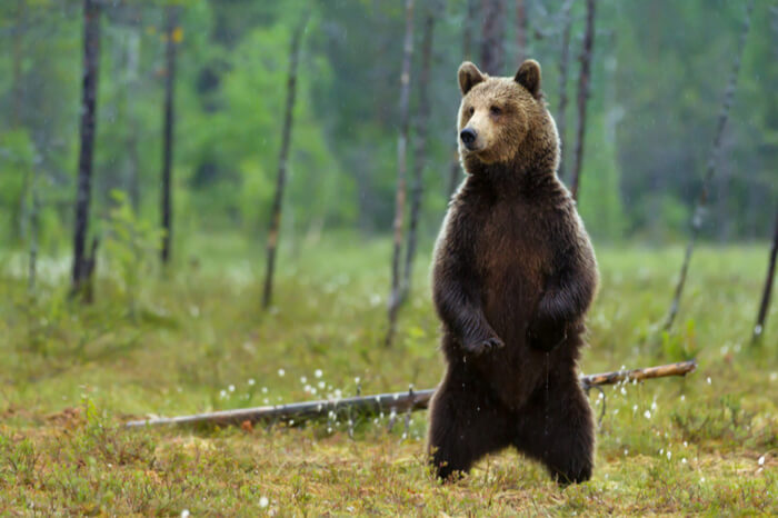 Paketdiebstahl: Bär steht auf den Hinterbeinen im Wald