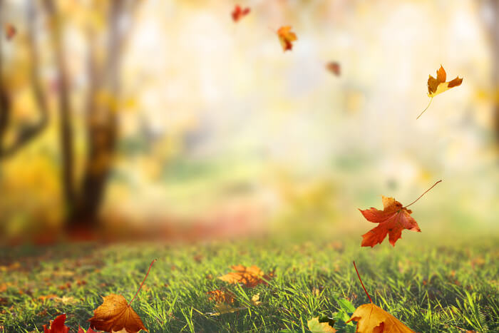 Herbst: Die Blätter fallen