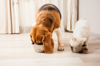 Hund und Katze fressen Futter aus Näpfen