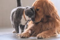 Geliebte Haustiere: Amazon bietet Rabatte für Hunde, Katzen & Co.